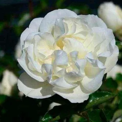 Саженцы роз ВАЙТ МЕЙДИЛАНД почвопокровная в Королеве