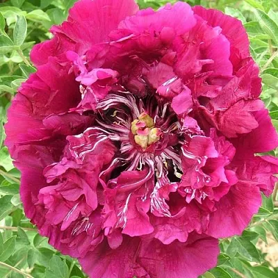 Пион ПУРПУРНЫЙ ОКЕАН древовидный в Королеве