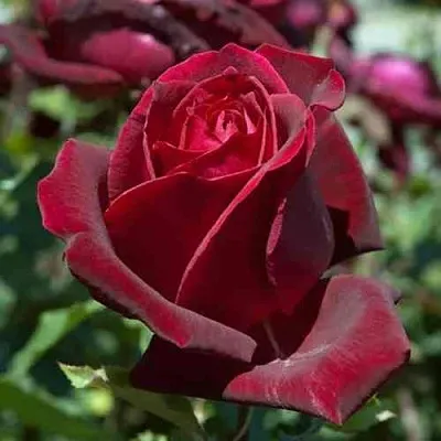 Саженцы роз ПАПА МЕЙЯН чайно-гибридная в Королеве