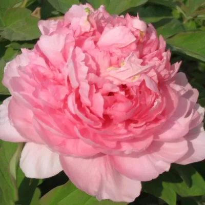 Пион ИМПЕРАТОРСКАЯ НАЛОЖНИЦА древовидный в Королеве