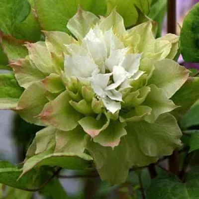 Клематис СЕН-НО-КЕЙЗ  Клематис СЕН-НО-КЕЙЗ в Королеве