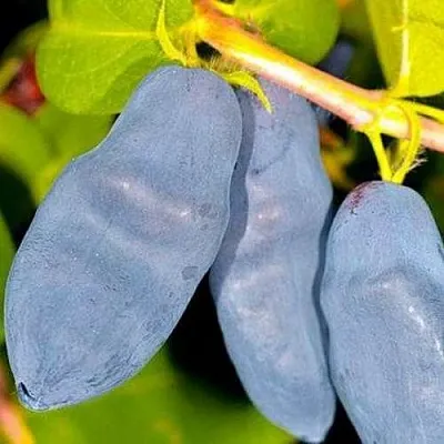 Жимолость съедобная ДЛИННОПЛОДНАЯ в Королеве