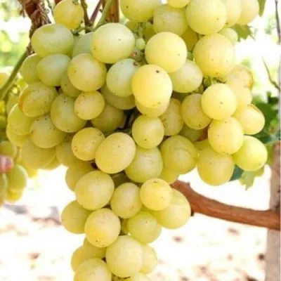 Виноград ТАЛИСМАН в Королеве
