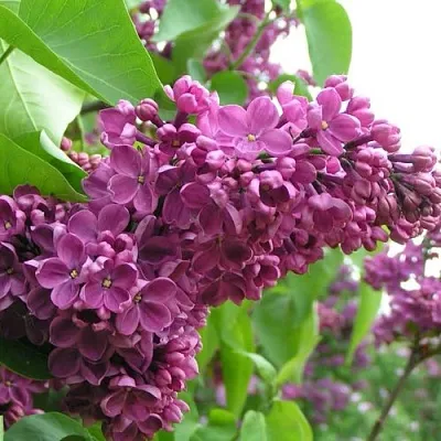 Сирень ДЕНЬ ПОБЕДЫ  Сирень ДЕНЬ ПОБЕДЫ в Королеве