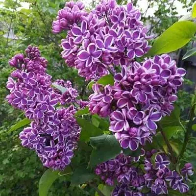 Сирень СЕНСАЦИЯ  Сирень СЕНСАЦИЯ в Королеве