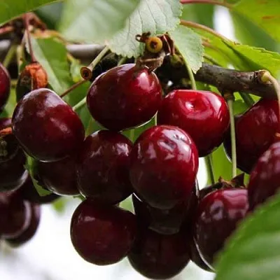 Вишня НОВОДВОРСКАЯ  Вишня НОВОДВОРСКАЯ в Королеве