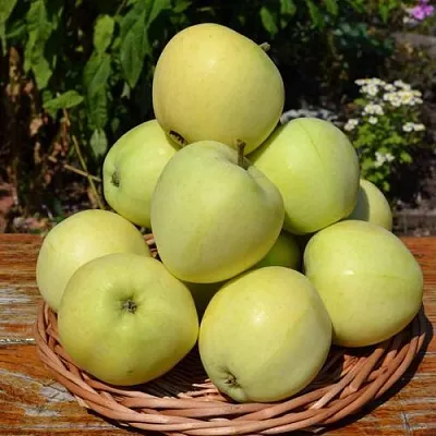 Яблоня ПАПИРОВКА  Яблоня ПАПИРОВКА в Королеве