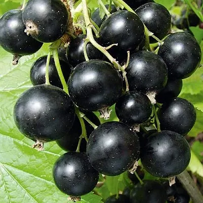 Смородина черная АРАПКА  Смородина черная АРАПКА в Королеве