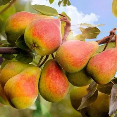 Груша ЗАБАВА  Груша ЗАБАВА в Королеве