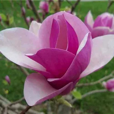Магнолия СУЛАНЖА в Королеве
