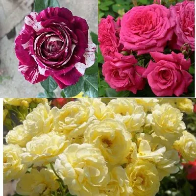 Комплект РОЗОВЫЙ АКЦЕНТ в Королеве