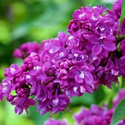 Сирень ОГНИ ДОНБАССА  Сирень ОГНИ ДОНБАССА в Королеве