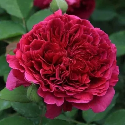 Саженцы роз ТЕСС ОФ ЗЕ ДЭРБЕРВИЛЛЬ английская  Саженцы роз ТЕСС ОФ ЗЕ ДЭРБЕРВИЛЛЬ английская в Королеве