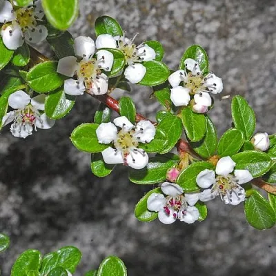 Кизильник ТАНГСТЕДТ горизонтальный   Кизильник ТАНГСТЕДТ горизонтальный  в Королеве
