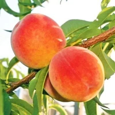 Персик ОНТАРИО — описание сорта Персик ОНТАРИО в Королеве