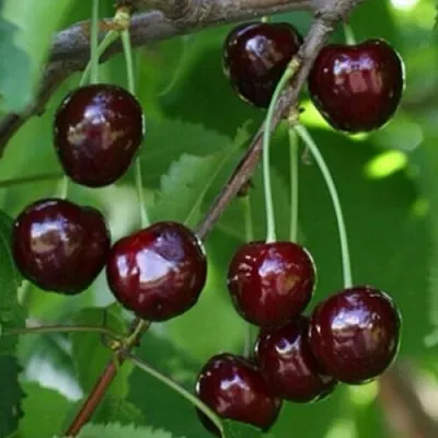 Черешня НАРОДНАЯ  Черешня НАРОДНАЯ в Королеве