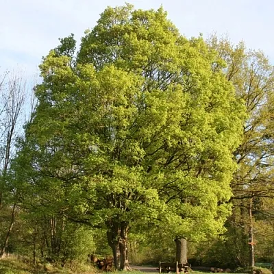 Клен полевой  Клен полевой в Королеве