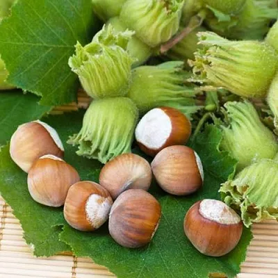 Фундук КРЕПКИЙ ОРЕШЕК в Королеве