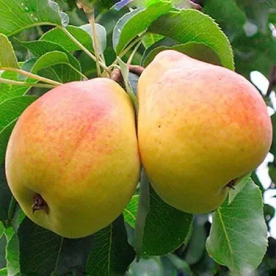 Груша ФЛЕЙТА — описание сорта Груша ФЛЕЙТА в Королеве