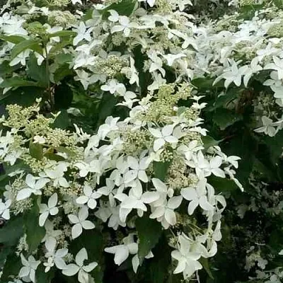Гортензия МЭДЖИКАЛ СТАРЛАЙТ метельчатая  Гортензия МЭДЖИКАЛ СТАРЛАЙТ метельчатая в Королеве