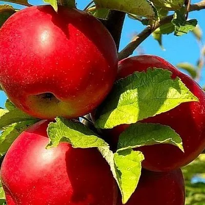 Зимние сорта  Зимние сорта в Королеве