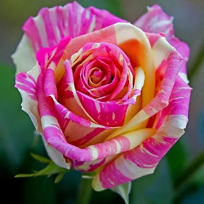 Саженцы роз ФИЕСТА чайно-гибридная в Королеве