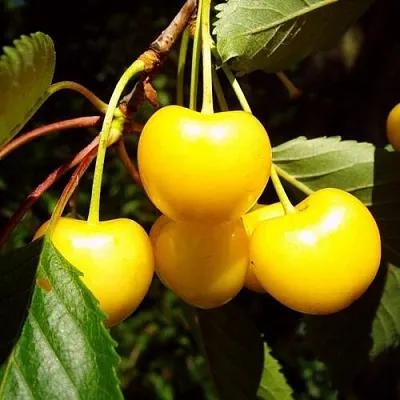 Черешня ЖУРБА  Черешня ЖУРБА в Королеве