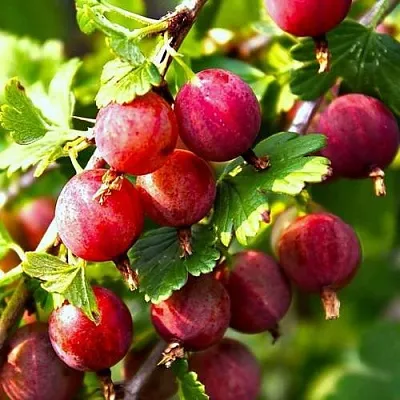 Крыжовник САДКО  Крыжовник САДКО в Королеве