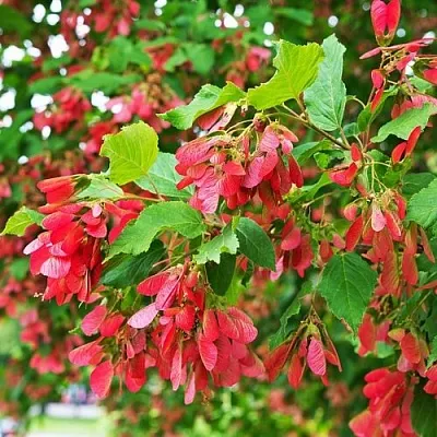 Клен татарский  Клен татарский в Королеве