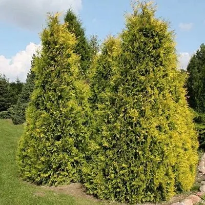 Туя АУРЕОСПИКАТА западная  Туя АУРЕОСПИКАТА западная в Королеве