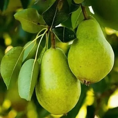 Груша СЕВЕРЯНКА колонновидная  Груша СЕВЕРЯНКА колонновидная в Королеве