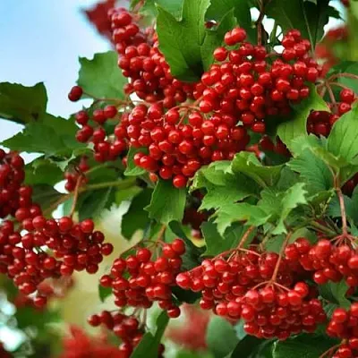 Калина ТАЕЖНЫЕ РУБИНЫ  Калина ТАЕЖНЫЕ РУБИНЫ в Королеве