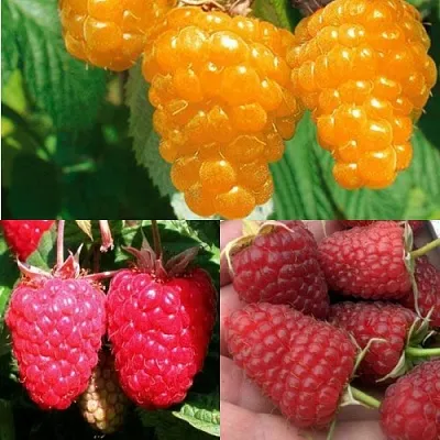 Комплект ЗОЛОТАЯ МАЛИНА в Королеве