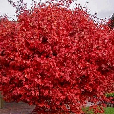 Клен гиннала   Клен гиннала  в Королеве