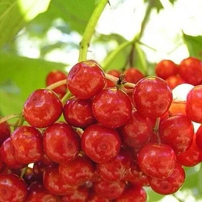 Калина КИЕВСКАЯ САДОВАЯ  Калина КИЕВСКАЯ САДОВАЯ в Королеве