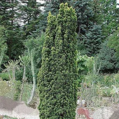 Тис ФАСТИГИАТА РОБУСТА  ягодный  в Королеве