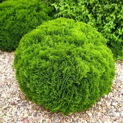 Туя ДАНИКА западная в Королеве