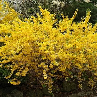 Форзиция ГОЛДЗАУБЕР средняя  Форзиция ГОЛДЗАУБЕР средняя в Королеве