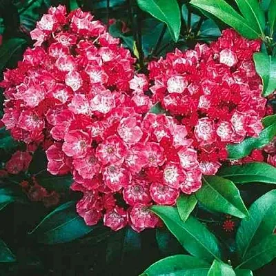 Кальмия КАРДИНАЛ  Кальмия КАРДИНАЛ в Королеве