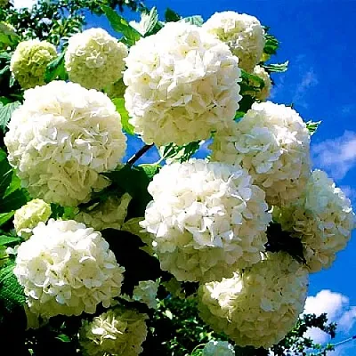 Калина БУЛЬДЕНЕЖ  Калина БУЛЬДЕНЕЖ в Королеве