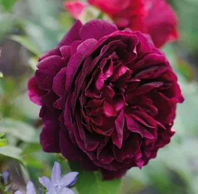 Саженцы роз МАНСТЕД ВУД английская  Саженцы роз МАНСТЕД ВУД английская в Королеве