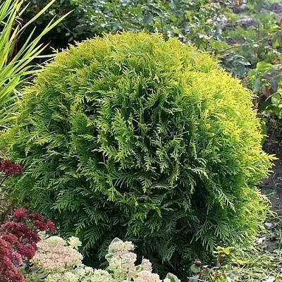 Туя ЕЛЛОУ ГЛОБ западная  Туя ЕЛЛОУ ГЛОБ западная в Королеве