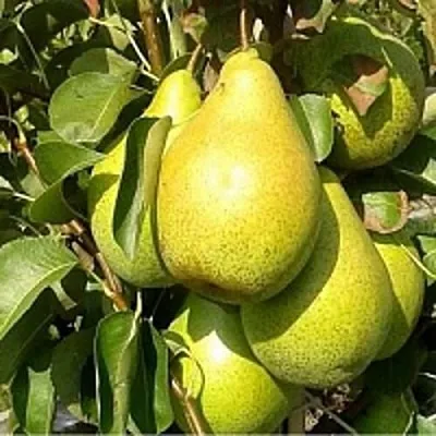 Груша ПАТЕН (ГЛУБОКСКАЯ)  Груша ПАТЕН (ГЛУБОКСКАЯ) в Королеве