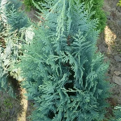 Кипарисовик КОЛУМНАРИС лавсона  Кипарисовик КОЛУМНАРИС лавсона в Королеве