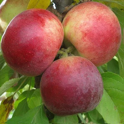 Яблоня БАЛЕРИНА ФЛАМЕНКО колонновидная  Яблоня БАЛЕРИНА ФЛАМЕНКО колонновидная в Королеве