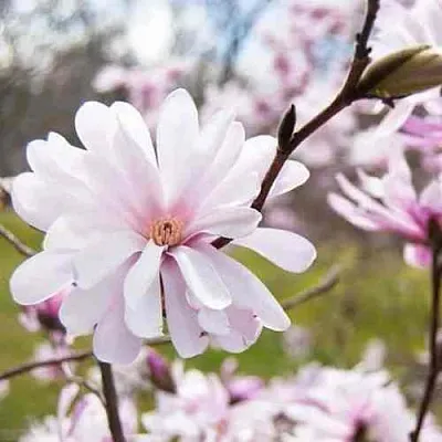 Магнолия РОЗЕЯ в Королеве