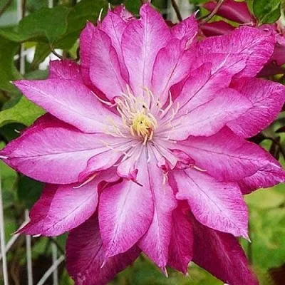 Клематис КАЕН  Клематис КАЕН в Королеве