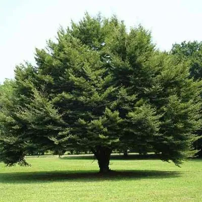 Бук обыкновенный  Бук обыкновенный в Королеве