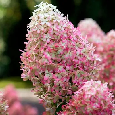 Гортензия РОЯЛ ФЛОВЕР метельчатая  Гортензия РОЯЛ ФЛОВЕР метельчатая в Королеве