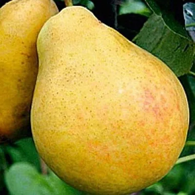 Груша САХАРНАЯ  Груша САХАРНАЯ в Королеве